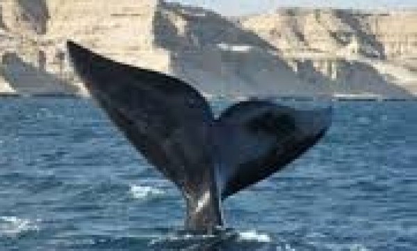BALLENAS EN MADRYN |  OCTUBRE
